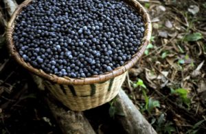 A kata of acai berries, which are known to have a high number of beneficial antioxidants (image copyright Tambor, Inc.)