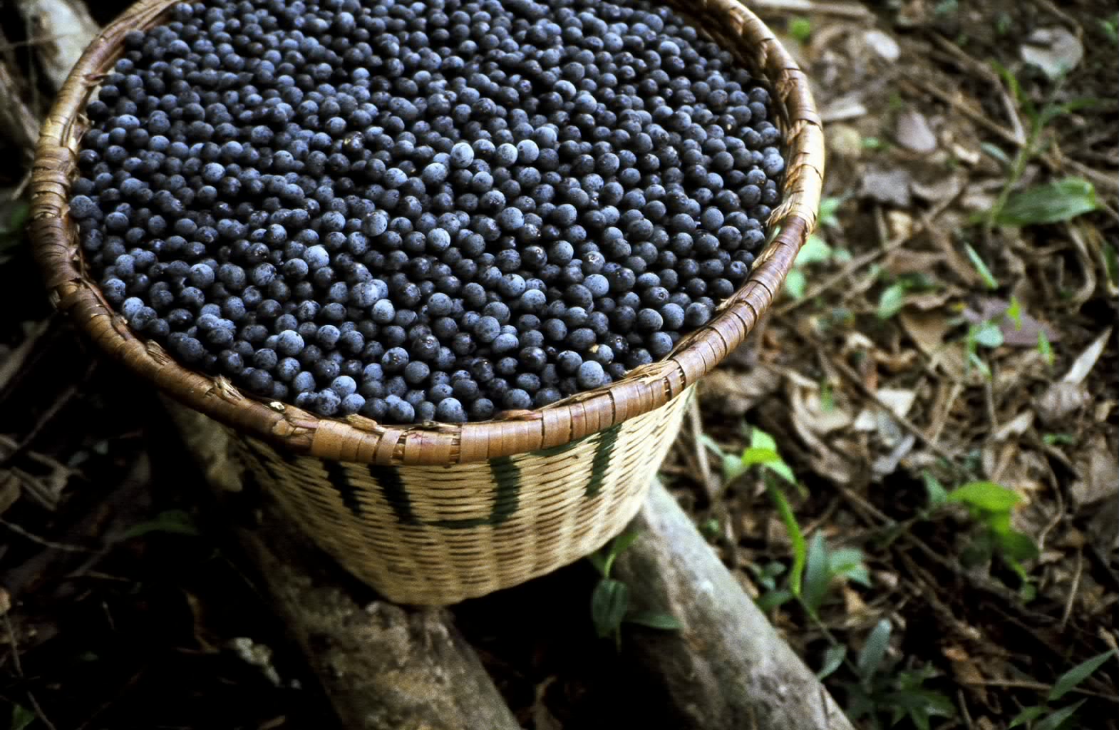 A kata of acai berries, which are known to have a high number of beneficial antioxidants (image copyright Tambor, Inc.)